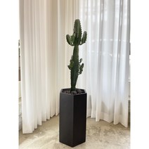 다육식물 선인장 청하각 거실대형화분, 1. 문구 신청안함, 2. 롤러물받침