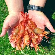 [한손수산]독도새우 꽃새우 닭새우 도화새우 (500g / 1kg 생 새우회 냉동), (프리미엄) 독도 활 꽃새우 500g