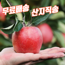 경북 영천 맛있는 아삭한 신선한 달콤한 꿀사과 부사 흠집 5kg 10kg 한박스
