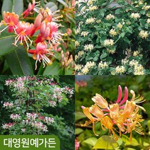 인동나무 덩굴식물 관목형 정원수, 07. (관목) 칙앤촉 3L포트, 1개