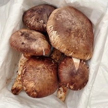 자연산송이버섯 생송이 2023년 햇송이버섯 백두산 500g 1kg, 가정용(파손품)