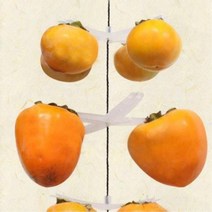 화이트 곶감걸이 4개걸이 25개 반건시곶감 감말리기, 상세페이지 참조