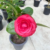 미니농장 동백나무 동백꽃 키우기 실내인테리어 식물