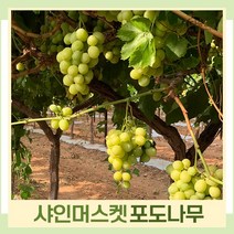 포도나무 묘목 청포도 샤인머스켓 삽목2년생 뿌리묘 3개