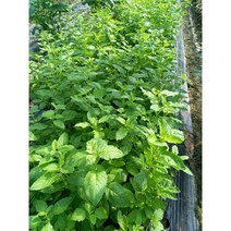 가파우 가파오 까파오 끄라파오 타이바질 채소 30g카파우(KAPOW)(HOLY BASIL), 30g, 1개