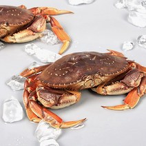 [씨토랑]씨애틀 활 던지니스 크랩 1미 950~1 050g/미국산, 단품