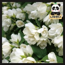 (나무판다) 고광나무 묘목 스노우벨 2L 화분, 1개