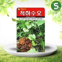 솔림텃밭몰 적하수오씨앗 50립 하수오씨앗 약초씨앗 재래종