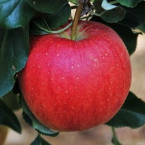 고당도 맛있는 세척사과 부사 홍로 중대과 경북 농장직송 최상품 5kg, 못난이 꿀 사과 중과 16-18 5kg, 1개