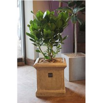 [키우기쉬운공기정화식물/집들이선물]크루시아, 단품