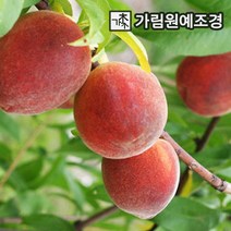 복숭아나무 유실수 가림원예조경, 경봉(백도) R3cm 결실주분묘
