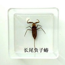 조각품 곤충 표본 나비 진짜 잠자리 사마귀 스페이드 갑옷 투명 상자 홈 액세서리, 06 7