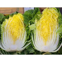 2021년 해남 배추 김장용배추 1박스 10kg~15kg내외, 배추(4-6수 )10kg 이상