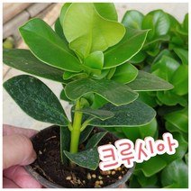 꽃나라엘리스 크루시아-꽃말처럼 변치않는 사랑~