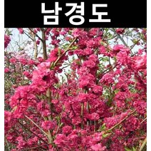 남경도(남경화) 적색 분홍랜덤 접2년 개화주(분) 키30~40cm/나무 묘목/활엽수/정원용