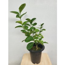 17900 레몬이열리는 대왕레몬나무 50~70cm