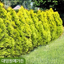 골든브라반트 싸이프러스 상록수 울타리용 측백나무 황금색, 골든브라반트 키60cm DT포트, 1개