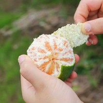 더조은푸드 [제주위미농협] 로얄과 노지감귤 3kg, 1