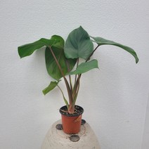 반려식물 호말로메나 루베센스 소품 153059 공기정화식물 반려식물