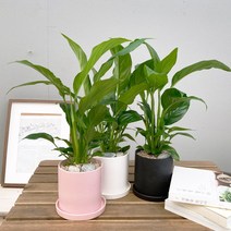[1+1 SET] NASA선정 최고의 반려식물 키우기쉬운 공기정화식물 스파티필름 도자기 화분 SET, 도자기 화분 화이트(13cm), 도자기 화분 화이트(13cm)