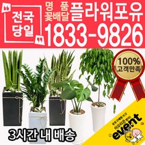 개업축하화분배달 금전수 돈나무 산세베리아 극락조 뱅갈고무나무 해피트리 행운목 녹보수 크로톤 스투키 개업식 개업선물 집들이 거실화분, (선택52)아그레네오마