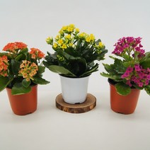 감동샵 카랑코에 칼랑코에, 1개