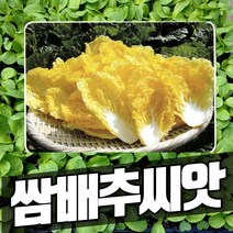 배추씨앗 쌈배추씨앗 알배추씨앗 봄동 사계절 알배기 쌈배추씨앗 1000립, 1개