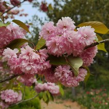 겹벚꽃나무 묘목 최소구매 2개 (청아원예조경), 겹벚꽃나무 특묘