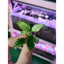 아누비아스 핀토나나 1촉 레어수초