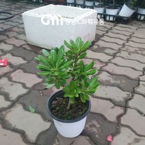 30~50cm 89 만리향 중품 야생화