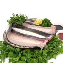 벌떡장어 국내산 자포니카 풍천 민물장어 1kg 손질후 700g, 생강1개