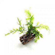 수초 볼비티스 초야유목 활착 어항 수족관 수중식물.헬로아쿠아