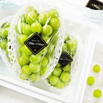 [ 2023년 설 선물 ] 블랙라벨 샤인머스켓 2kg 아이스박스포장 망고포도 (블랙라벨 고당도 큰송이 수출용 상품기준)