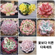다육식물 8종을 한눈에 예쁜 다육모음, 1번-8종모두(할인+선물까지)