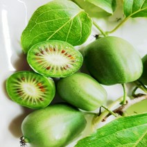 강원 영월 청정 토종 다래 열매 키위 참다래 생과 건강 면역 1kg, 1개