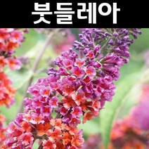 붓들레아(플라워파워) 6치포트 1개/나무 묘목/꽃나무/조경용