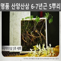 강원도 산양삼 산양 산삼 장뇌 산삼 장뇌삼 선물세트 5뿌리 부모님선물 어르신선물 사장님선물 장모님선물 장인어른선물 할아버지선물 추석선물 설날선물 명절선물