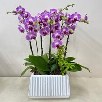 루아데코 서울경기---농장직영배송 **퀵무료배송**발령인사꽃리본 생신화분문구 취임축하문구, 2.핑크, 1개