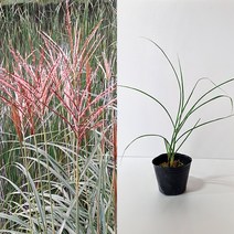 금산묘목나라 무늬억새 모닝라이트 10.2cm 포트묘 들꽃 야생화 10개