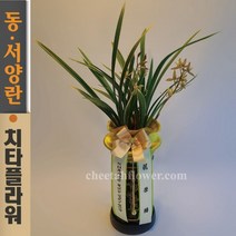 치타플라워 동양란 채홍 (dc05-A) 승진 개업 축하 난 동양난 영전 취임 생일 선물 화분 전국 꽃배달