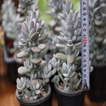 방울복랑 다육이 화분