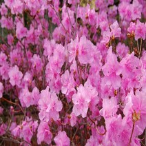 진달래나무 분묘 봄꽃나무