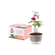 꿈쟁이 자연애 마이가든 식물기르기 (봉선화) 저면관수화분 씨앗키우기, 단품