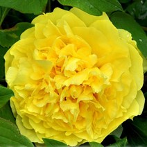 목단/모란(황색계/금황)/개화주/묘목/dd0400