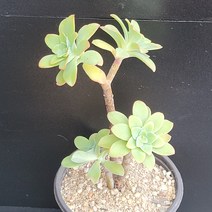 꽃다리 박화장 31 다육식물 다육이 아이만배송