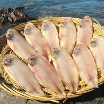 진짜 국내산 군산박대 수미네반찬에서 나온 그 박대, 대 10미