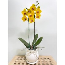 퀵 배송 교대승진난 성남꽃배달 문정승진화분 양재난배달 수서꽃배달 강남축하화분 구의축하화분 강동축하화분 개업축 사무실오픈축하난 서울승진화분 서초승진난 문정난배달 영전 개업 승진, 3.노랑, 1개