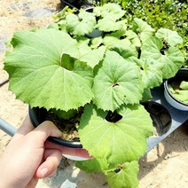 청년농부 각종 상추모종 5개 튼실한 쌈채소 주말농장 베란다텃밭 옥상텃밭 채소키우기, 머위큰포트1개