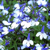 [어린모종]로벨리아-블루 스플래쉬 10개셋트