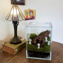 테라리움 비단 이끼 3TYPE 키트 실내공기정화식물 인테리어 화분 DIY, A